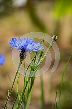 Cornflower, Centaurea cyanus, Asteraceae. Cornflower Herb or bachelor button flower in garden