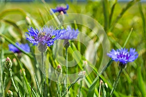 Cornflower, Centaurea cyanus, Asteraceae. Cornflower Herb or bachelor button flower in garden