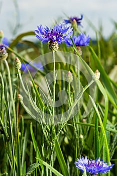 Cornflower, Centaurea cyanus, Asteraceae. Cornflower Herb or bachelor button flower in garden