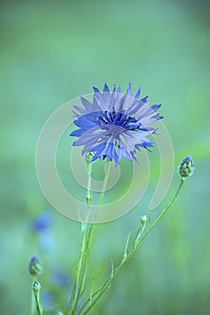 Cornflower, Centaurea cyanus, Asteraceae. Cornflower Herb or bachelor button flower in garden