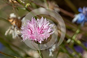 Cornflower centaurea cyanus