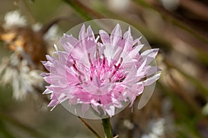 Cornflower centaurea cyanus