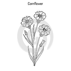 Cornflower Centaurea cyanus , medicinal and honey plant photo