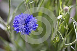 Cornflower, Centaurea cyanus, opening flower head