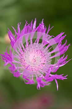Cornflower, Centaurea karabaghensis close-up of purple flower