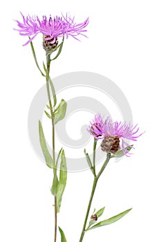 Cornflower (Centaurea scabiosa) photo