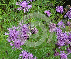 Cornflower Centaurea scabiosa blooms among herbs photo