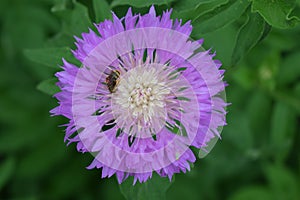 Cornflower CentaurÃ©a with bee on a green background. Purple flower and bee