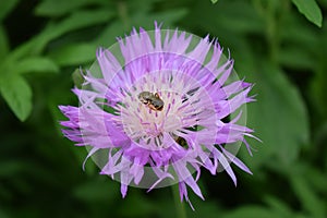 Cornflower CentaurÃ©a with bee on a green background. Purple flower and bee