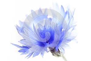 Cornflower, close up