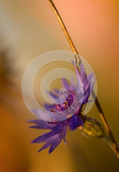 Cornflower close-up
