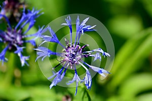 Cornflower close up