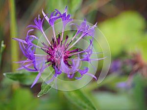 Cornflower photo