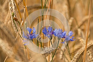 Cornflower (Cyanus segetum Hill)