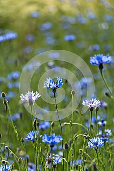 Cornflower (Cyanus segetum Hill)