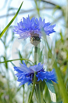 Cornflower daisey in jungle