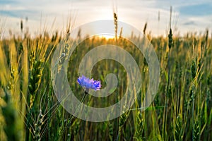 cornflower field ripening rye