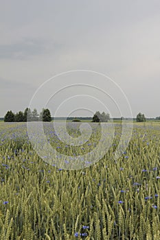 Cornflower field rye at sunset