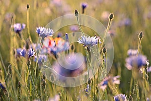 cornflower in the field on a sunnny spring morning close up of fresh cornflowers backlit by rising sun june and