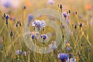 cornflower in the field on a sunnny spring morning close up of fresh cornflowers backlit by rising sun june and