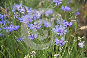 Cornflower flower in the field