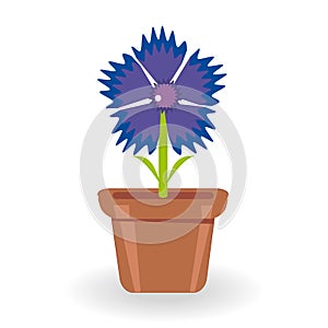 Cornflower in flowerpot on white background