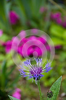 Cornflower in the garden