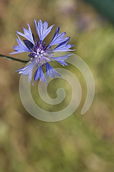 Cornflower in garden in Potzbach, Germany