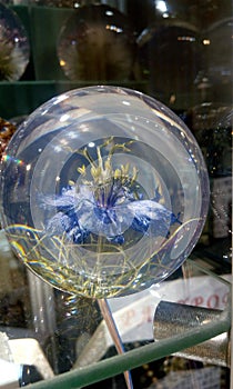 Cornflower in a glass bowl