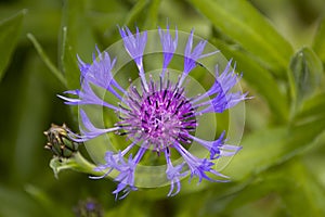 Cornflower in green spiral on a day in May