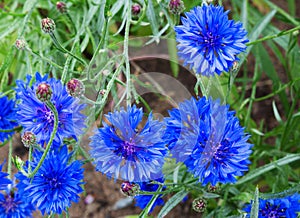 Cornflower Herb or bachelor button flower in garden