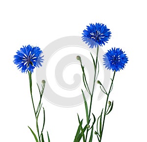 Cornflower Herb or bachelor button flower isolated on white.