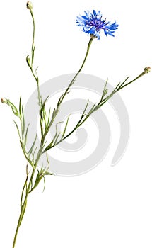 Cornflower isolated on white