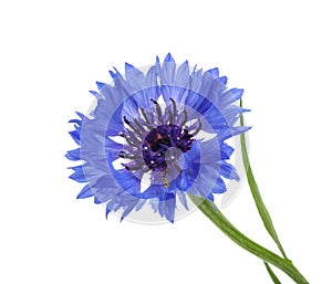 Cornflower isolated on white without shadow
