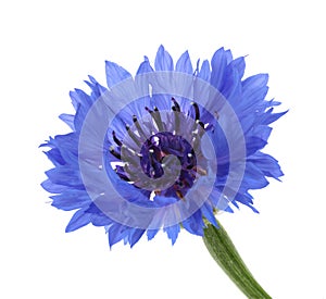 Cornflower isolated on white without shadow