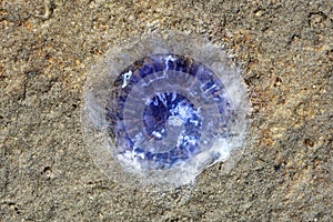 Cornflower Jellyfish resp.Cyanea lamarckii at Beach in Wadden Sea National Park,North Sea, Germany