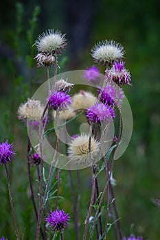 Jurinea cyanoides, Europe dangered species listed in red list, IUCN. photo