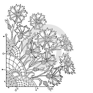 Vector corner bouquet with outline Cornflower or Knapweed or Centaurea flowers, bud and leaf in black isolated on white. photo