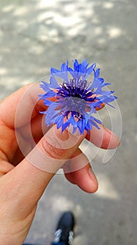 cornflower in my hand