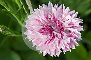 Cornflower