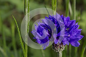 Cornflower
