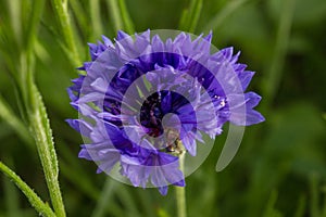 Cornflower
