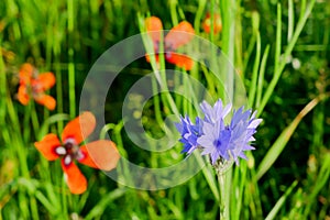 Cornflower and poppy Papaver argemone in the grass