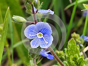 Cornflower speedway that can be found all over Europe