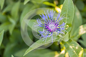 Cornflower in sun light.