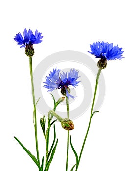 Cornflower