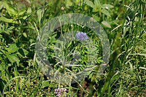 Cornflower in wild countryside garden. Blooming wildflower in sunny summer meadow. Biodiversity and landscaping garden flower beds