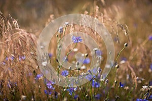 Cornflowers