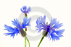 Cornflowers