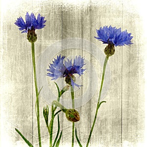 Cornflowers